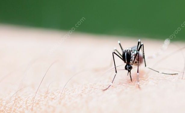 蚊子怎么刺破皮肤的？蚊子吸血过程原理_QQ问问生活