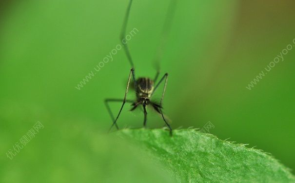 蚊子的繁殖速度有多块_QQ问问生活
