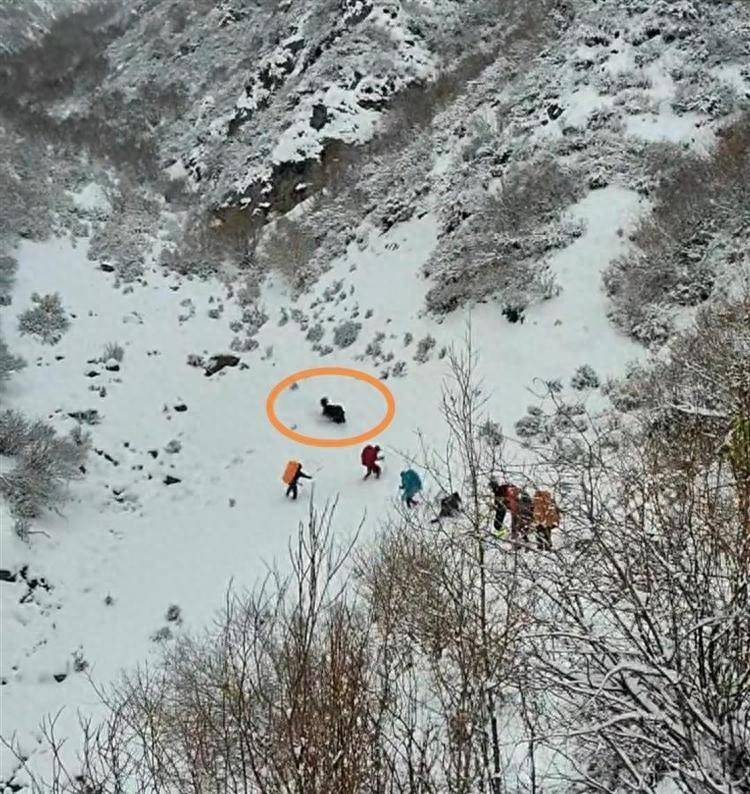 博主发视频称登山队在雪地遭野牦牛攻击，官方回应_QQ问问生活